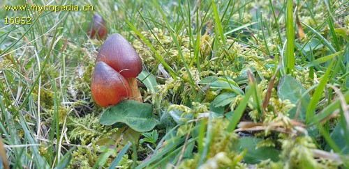 Hygrocybe conica - 