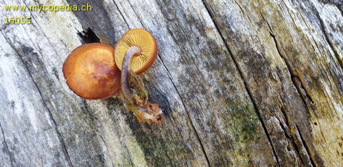 Gymnopilus picreus - 