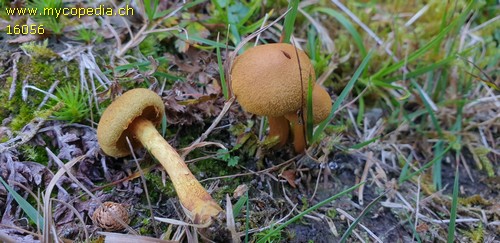 Cortinarius croceus - 