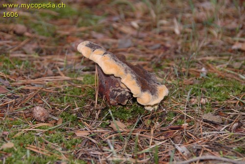 Phaeolus schweinitzii - 