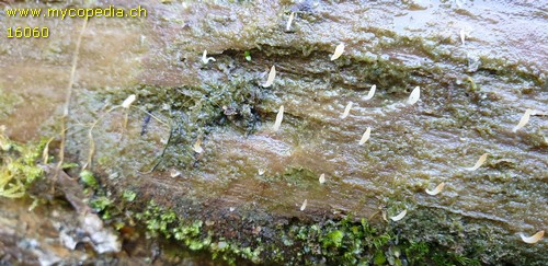 Lentaria mucida - 