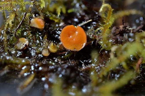 Spooneromyces laeticolor - 