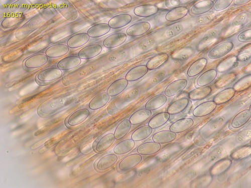 Spooneromyces laeticolor - Asci - Wasser  - 