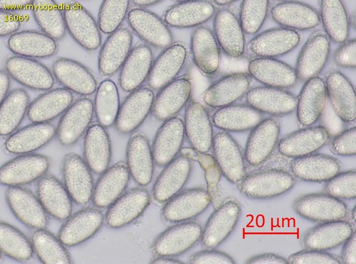 Spooneromyces laeticolor - Sporen - Wasser  - 