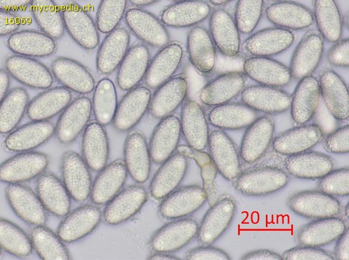 Spooneromyces laeticolor - Sporen - Wasser  - 