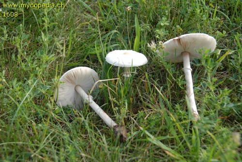 Lepiota heimii - 