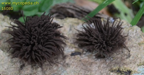 Stemonitis fusca - 