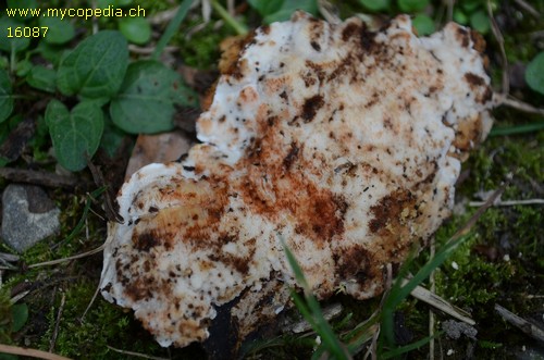 Rigidoporus sanguinolentus - 