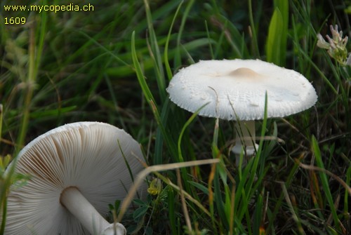 Lepiota heimii - 