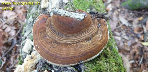 Fomes fomentarius - 