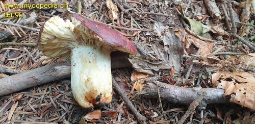 Russula viscida - 