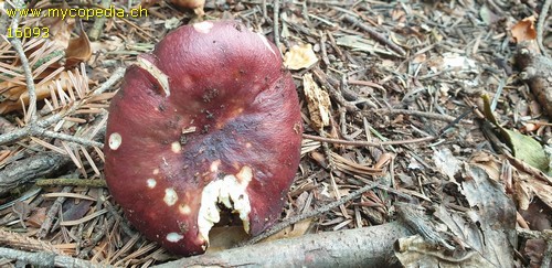 Russula viscida - 