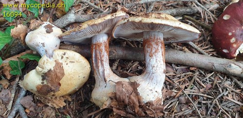 Cortinarius anserinus - 