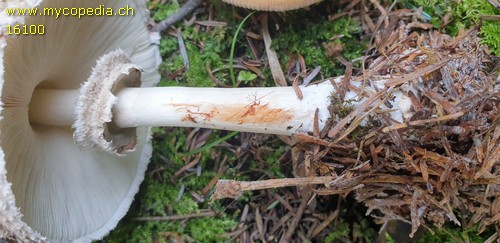 Chlorophyllum rhacodes - 