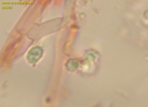 Trechispora farinacea - Sporen - 