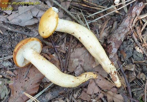 Hygrophorus discoxanthus - 