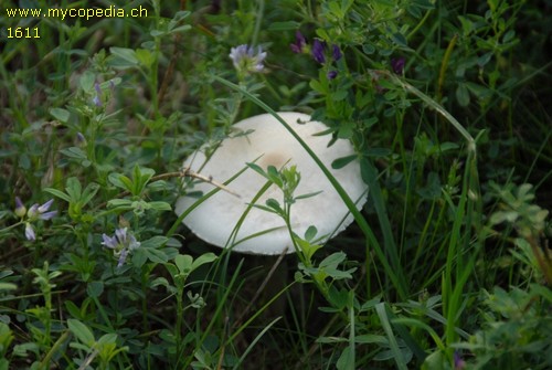 Lepiota heimii - 