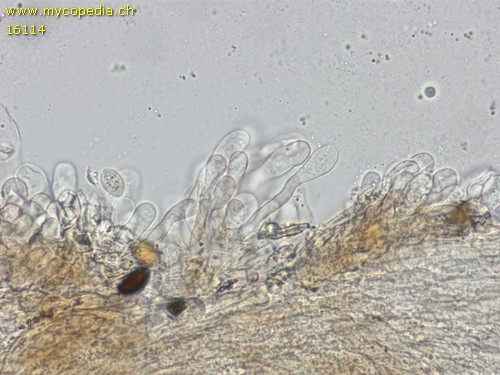 Pholiotina coprophila - Pileozystiden - Wasser  - 