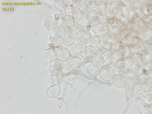 Pholiotina coprophila - HDS - 