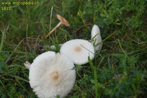 Lepiota heimii - 