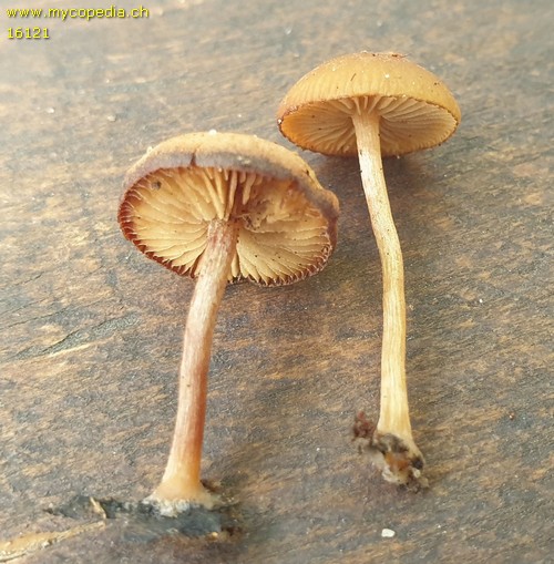 Simocybe sumptuosa - 