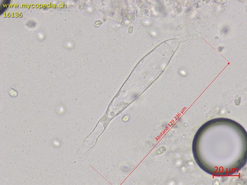 Hydropus marginellus - 