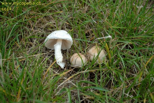 Agaricus comtulus - 