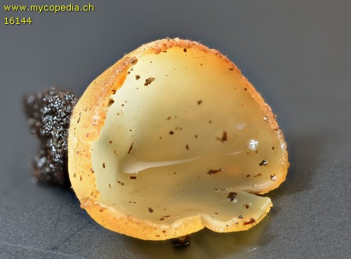 Paragalactinia succosa - 