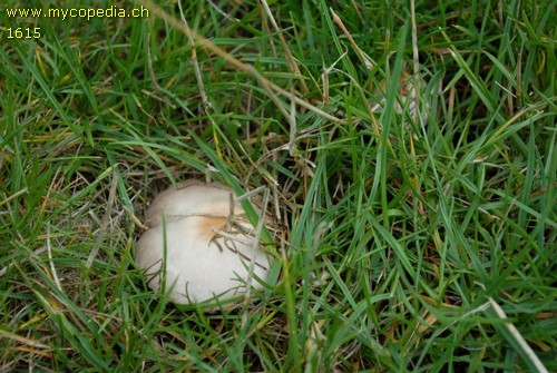 Agaricus comtulus - 