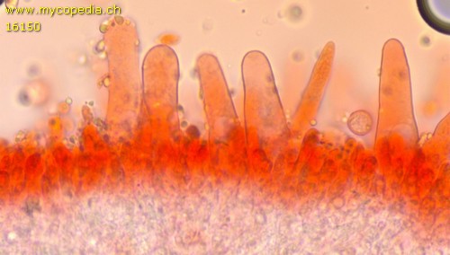 Flammulina velutipes f. pigmaea - Cheilozystiden - Kongorot  - 