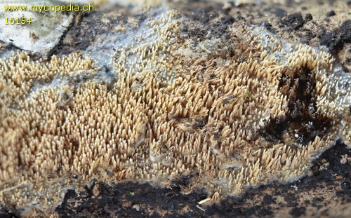 Lyomyces crustosus - 