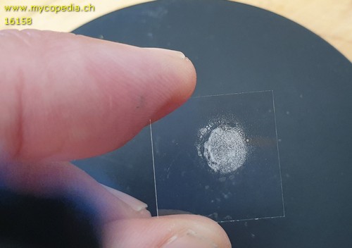 Sporenabwurf Kleinpilze - 