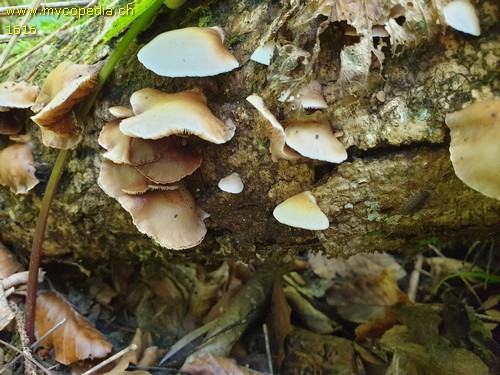 Crepidotus mollis - 