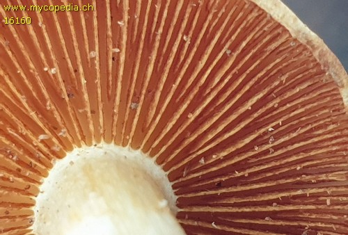 Gymnopilus penetrans - 