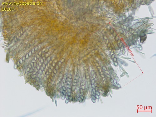 Miladina lecithina - 