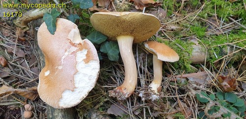 Suillus bovinus - 