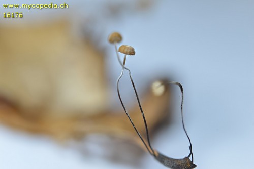 Marasmius bulliardii f. bulliardii - 