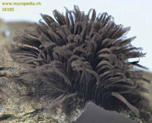 Stemonitis fusca - 