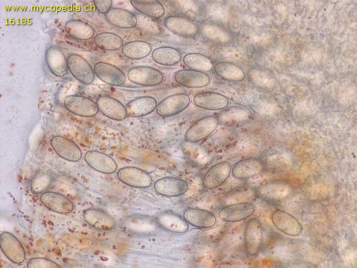 Spooneromyces laeticolor - 