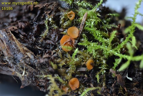 Spooneromyces laeticolor - 