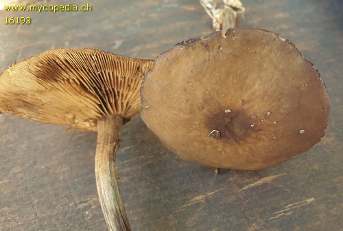 Agrocybe firma - 