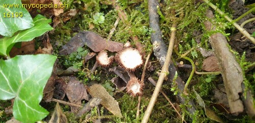 Psathyrella pygmaea - 