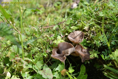 Entoloma farinasprellum - 