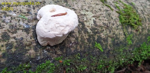 Trametes gibbosa - 