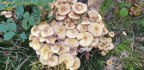 Armillaria borealis - 