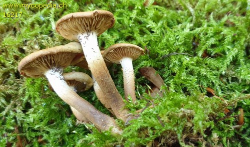 Kuehneromyces mutabilis - 