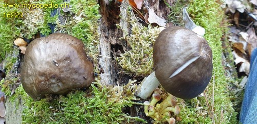 Pluteus cervinus - 