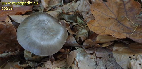 Pluteus pouzarianus - 