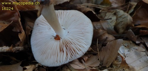 Pluteus pouzarianus - 