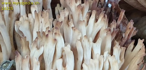 Ramaria flava - 